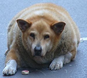 Dicker Hund: Online-Gewichtskontrolle schafft Abhilfe (Foto: Flickr, cc MrTGT)