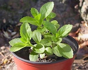 Stevia-Pflanze: Industrie kämpft mit bitterem Abgang (Foto: Flickr/Ruellan)