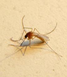 Stechmücke: Diagnose von Malaria vor Revolution (Foto: pixelio.de, S. Klaffehn)
