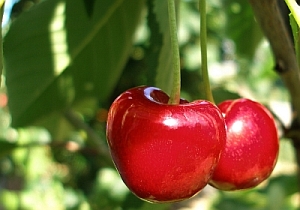 Kirschen: Forscher preisen antioxidative Wirkung (Foto: pixelio.de/Hautumm)