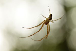 Spinne: Angst häufig völlig unbegründet (Foto: pixelio.de, Huelsmann Fotografie)