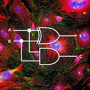 Zellrechner: Bio-Computer mit großen Potenzial (Foto: Wikipedia/ethz.ch)