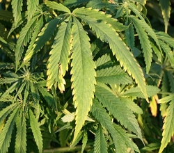 Cannabis: bleibt eine beliebte Freizeitdroge (Foto: pixelio.de, Susanne Schmich)