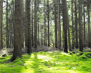 Waldboden: Gespeicherter Kohlenstoff könnte freikommen (Foto: Flickr/Blumblaum)