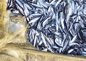 Fische im Netz: Meeresschutz scheitert an Halbherzigkeit (Foto: Flickr/Eioman)