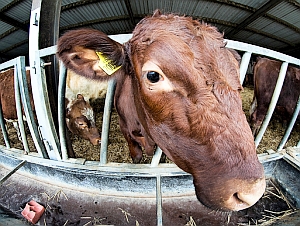 Kuh: Gentechnik soll Milch Fischöl-Qualitäten verleihen (Foto: Flickr/Stevenson)