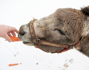 Karotte: Wirksamer als der Stockeinsatz, sagen Forscher (Foto: Flickr/Audrey)