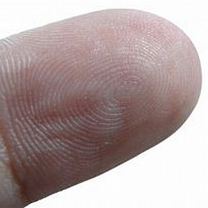 Fingerkuppe Fingerkuppe
