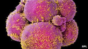 Embryos: Zellen teilen sich bei Raucherinnen langsamer (Foto: SPL)