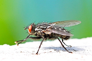 Fruchtfliege: Kleines Fruchtfliege: Kleines