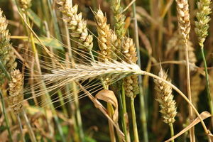 Getreide: Glencore will Portfolio erweitern (Foto: pixelio.de, Torsten Klemm)