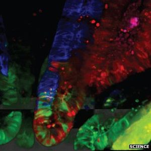 Vergrößerung: Krebsstammzellen (grün) erstmals sichtbar gemacht (Foto: Science)