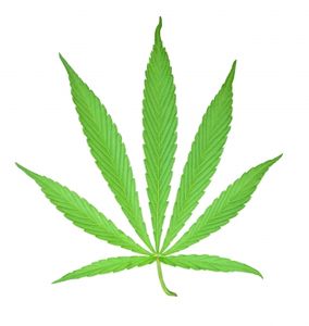 Cannabis: Wirkung wissenschaftlich geklärt (Foto: pixelio.de/manwalk)