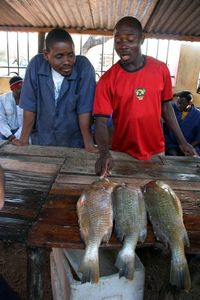 Fischmarkt in Maputo: Portugiesen im Anmarsch (Foto: pixelio.de, KGHess) Fischmarkt in Maputo: Portugiesen im Anmarsch (Foto: pixelio.de, KGHess)