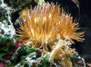 Koralle: Forscher enttarnen Schutzmechanismus (Foto: pixelio.de, Dieter Schütz)
