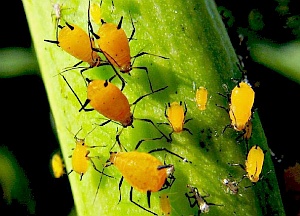 Blattlaus: Schädling nutzt Sonne sehr unorthodox (Foto: Flickr/Aroid) Blattlaus: Schädling nutzt Sonne sehr unorthodox (Foto: Flickr/Aroid)