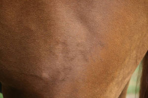 Unlesbares Branding: laut Experten vermeidbar (Foto: Vetmeduni Vienna/C. Aurich)