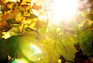 Herbstsonne: Zeit zur Kälteschutz-Aktivierung (Foto: Flickr/Bark) Herbstsonne: Zeit zur Kälteschutz-Aktivierung (Foto: Flickr/Bark)