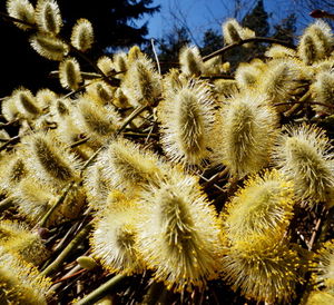 Pollen: effektive Behandlung in Aussicht (Foto: pixelio.de/M.Großmann) Pollen: effektive Behandlung in Aussicht (Foto: pixelio.de/M.Großmann)