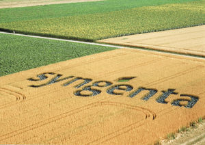 Getreide-Anbau: Syngenta glaubt an Wachstumspotenzial (Foto: syngenta.com)