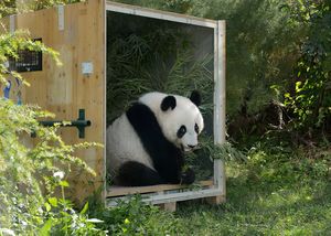 Panda baby Fu Hu