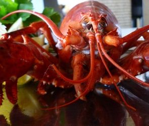 Hummer: Blutzucker liefert Strom (Foto: pixelio.de, gaby sommer) Hummer: Blutzucker liefert Strom (Foto: pixelio.de, gaby sommer)