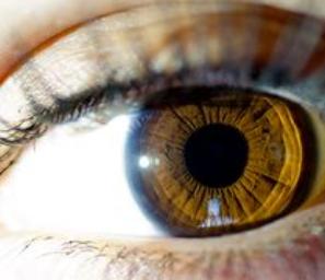 Auge: Gehirn sieht Auge: Gehirn sieht