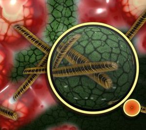 Bakterien: fühlen sich auf Smartphones wohl (Foto: pixelio.de, G. Altmann)