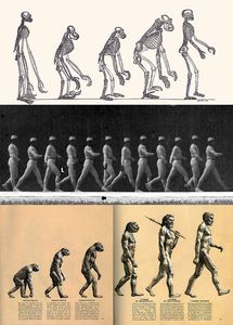 Evolution: Forscher untersuchen 