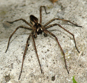 Spinne: Phobie lässt Tier größer erscheinen (Foto: pixelio.de, J. Kleinschmidt)