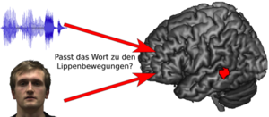 Verarbeitung: Gehirn verknüpft Wort und Lippenbewegungen (Foto: cbs.mpg.de)