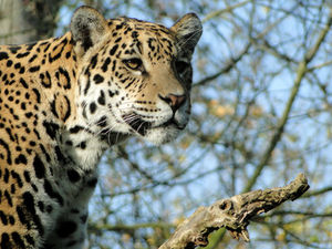 Jaguar: Bedrohte Tierart soll geklont werden (Foto: pixelio.de, R. van Melis)