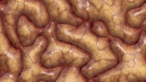 Gehirn: Genmutation verändert Intellekt (Foto: pixelio.de, G. Altmann)