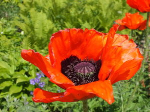 Mohnblumen: schmücken Englands Denkmäler (Foto: pixelio.de/hotmoto) Mohnblumen: schmücken Englands Denkmäler (Foto: pixelio.de/hotmoto)