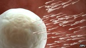 Fruchtbarkeit: DNA-Schäden verhindern Wunschkind (Foto: SPL)