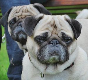Hund: Hightech-Halsband erfasst Daten (Foto: pixelio.de, Hannelore Louis)