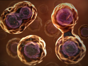 Zellteilung: Geheimnis gelüftet (Foto: meiosis-and-mitosis.pbworks.com)