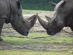 Nashörner: Drohnen als Schutzengel (Foto: pixelio.de, Dieter Schütz)