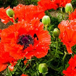 Roter Mohn: neuer Rotton könnte sichtbar werden (Foto: pixelio.de, Weichenmeier) Roter Mohn: neuer Rotton könnte sichtbar werden (Foto: pixelio.de, Weichenmeier)