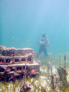 Forscher unter Wasser: Analyse von Fischvorkommen oft schwierig (Foto: uga.edu)