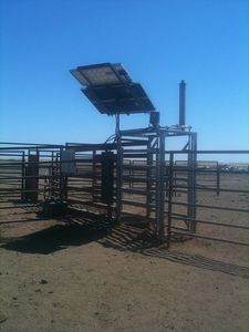 Gatter mit Solarbetrieb: automatisiert die Vieh-Auswahl (Foto: Tim Driver)