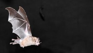 Fledermaus: Fliegen und Immunität hängen zusammen (Foto: pixelio.de, M. Gerber)