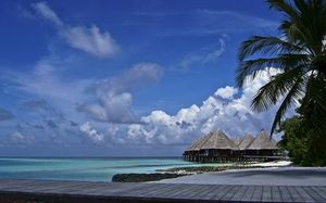 Tropisch: schlecht für Telefon (Foto: pixelio.de, Gabriela Neumeier)