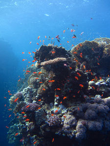 Korallenriff: Forscher schätzen Klimafolgen ab (Foto: pixelio.de, Thomas Klauer)