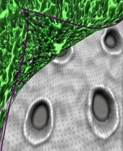 Abgleitender Biofilm: Konzept-Illustration (Foto: P. Shivapooja und Q. Wang) Abgleitender Biofilm: Konzept-Illustration (Foto: P. Shivapooja und Q. Wang)