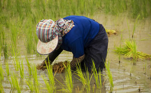 Reisanbau: Thailand mit gehörigen Problemen (Foto: pixelio.de/D Wen)