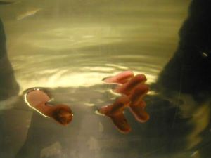 Flüssigmetall: Handy bestimmt Quecksilbermenge (Foto: pixelio.de, H.H. Ramm)