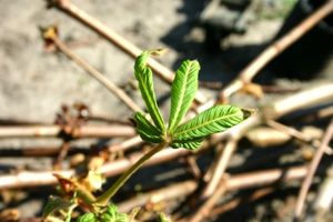 Hanf: Online-Kauf soll ermöglicht werden (Foto: pixelio.de, A.Bucurescu)