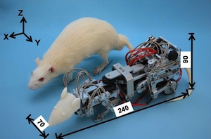 Roboterratte: die ''WR-3'' bei einem Laboreinsatz (Foto: Waseda University) Roboterratte: die ''WR-3'' bei einem Laboreinsatz (Foto: Waseda University)