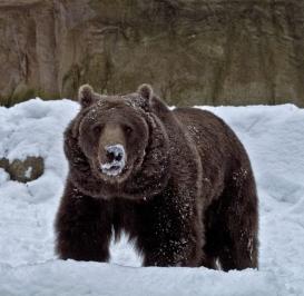 Braunbär: zum Abschuss schon ab 4.600 Euro (Foto: pixelio.de, Ich-und-Du)